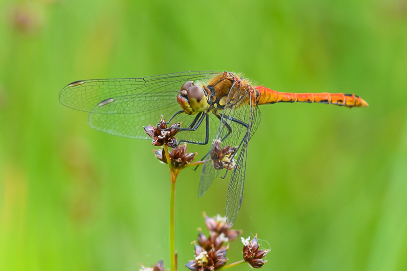 Ruddy Darter